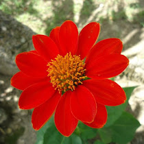 Philippine Flowers