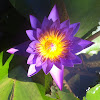Egyptian Blue Lotus