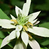 Dotted Horsemint