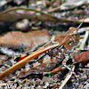 Southern Yellow-winged Grasshopper