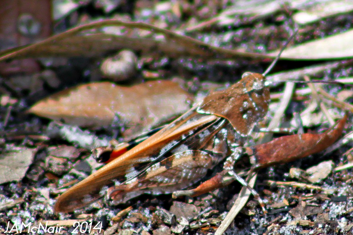 Southern Yellow-winged Grasshopper