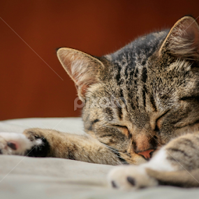 My Cat by Rui Medeiros - Animals - Cats Portraits