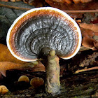 shelf mushroom/bracket fungus