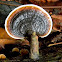 shelf mushroom/bracket fungus