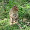Mono con bonete. Bonnet macaque