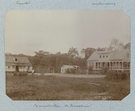 Cacaoplantage "De Maasstroom"