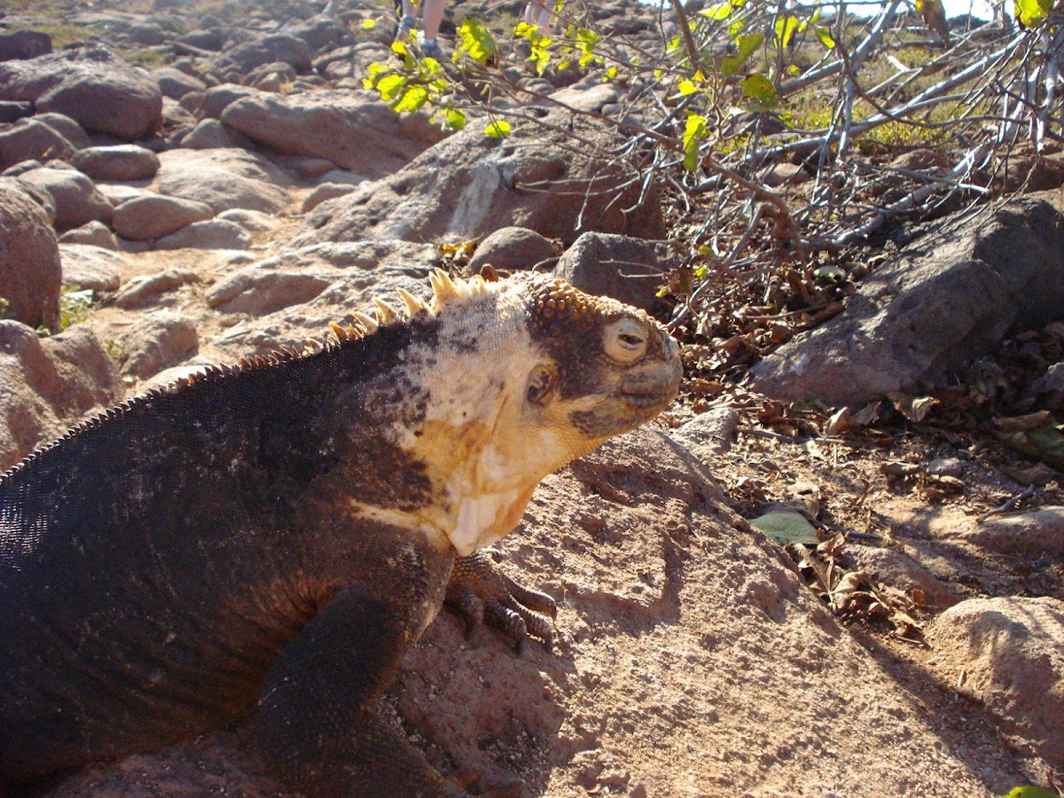 Galapagos land iguana