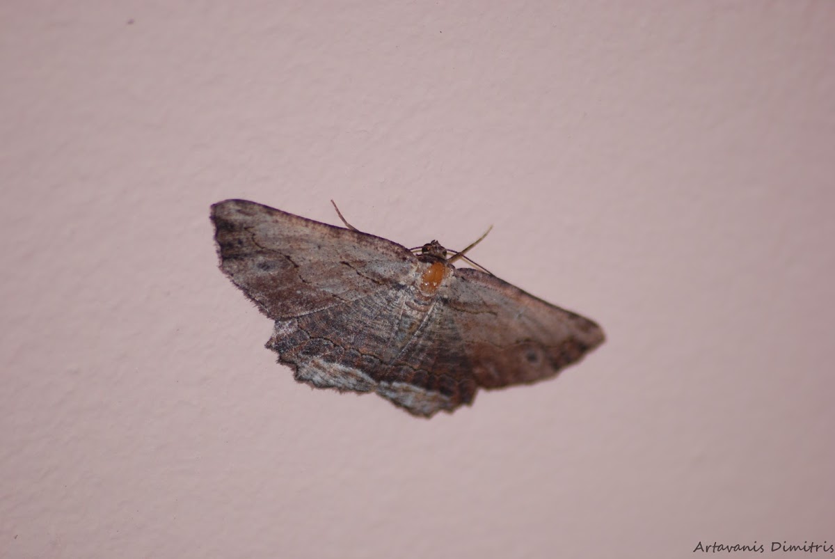 Waved Umber Moth