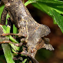 Coreidae (Leaf-footed bugs)?
