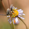 Long-horned Bee