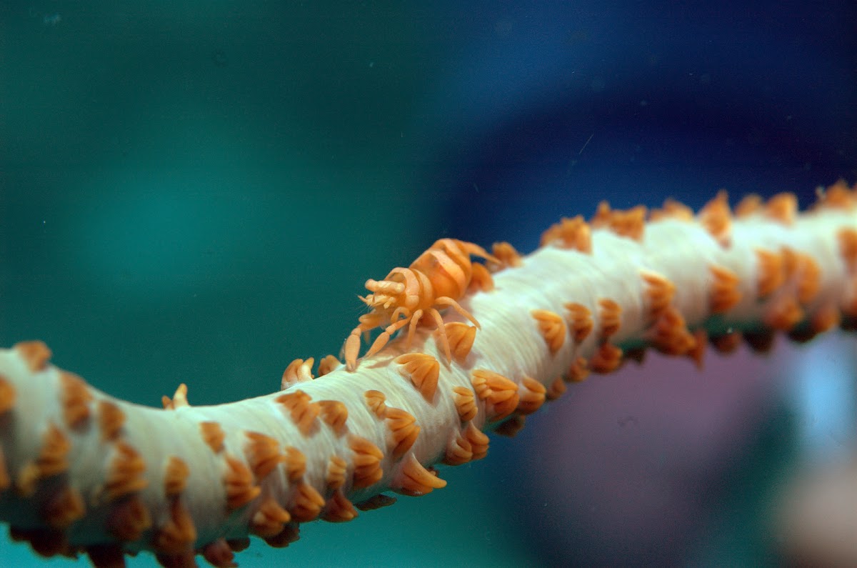 Whip coral shrimp