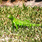Green iguana (juvenile)