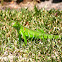 Green iguana (juvenile)