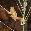Hourglass treefrog