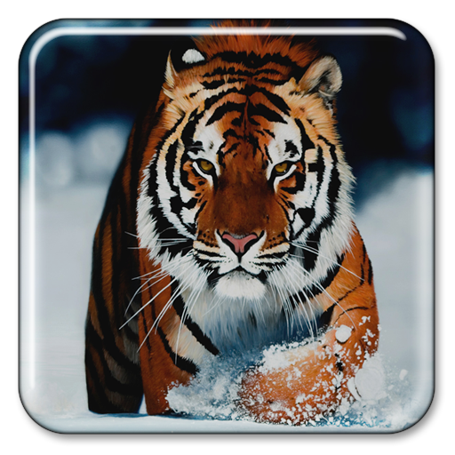 Tiger Live Wallpaper 個人化 App LOGO-APP開箱王