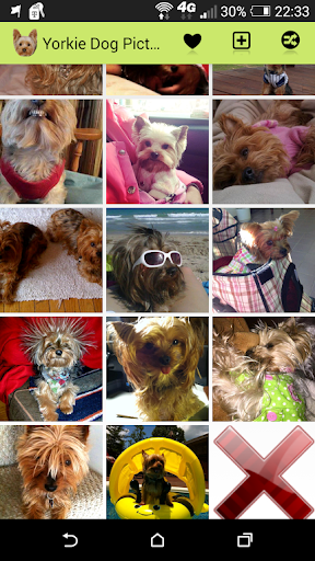Yorkie Dog Picture Gallery