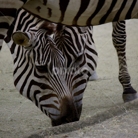 togetherness by Sambit Ghosh - Animals Other