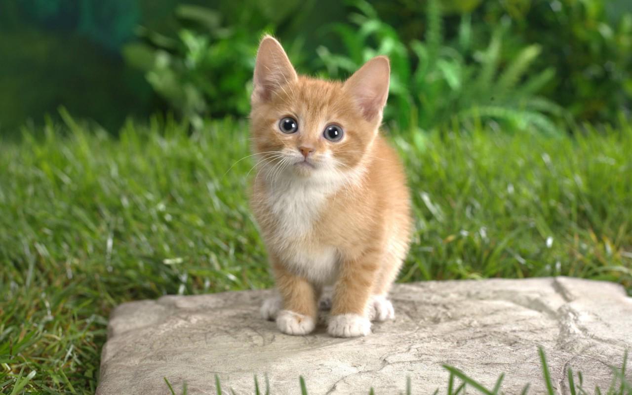 Gambar Anak Kucing Lucu Banget Terlengkap Sentraldp Animasi Google Play