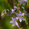 Progressive Bee Fly (40 species)