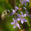 Progressive Bee Fly (40 species)