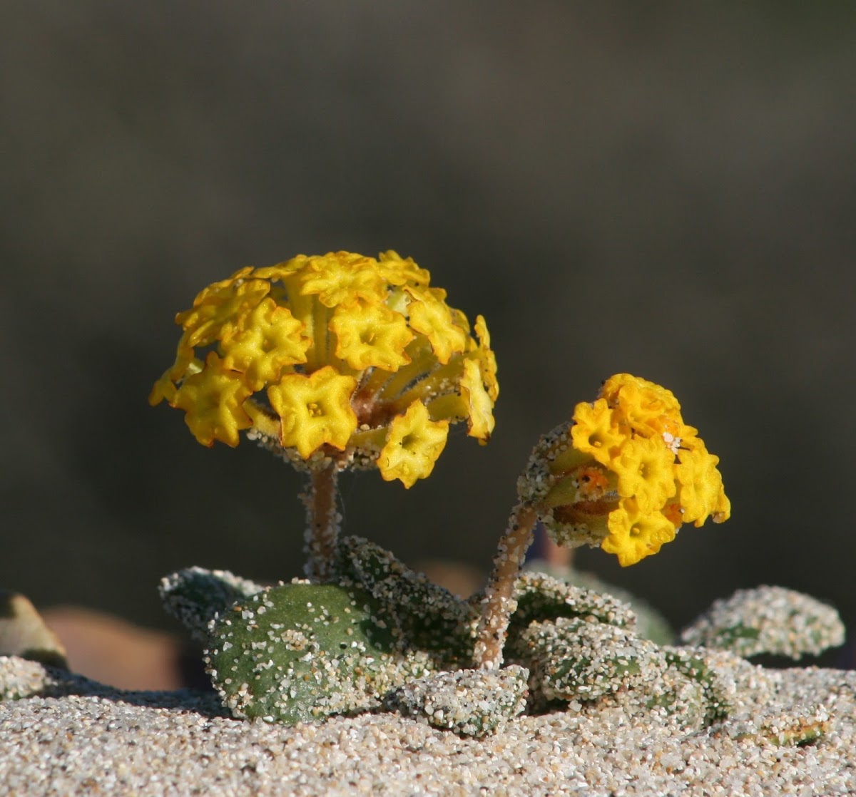 Yellow Sand Verbena