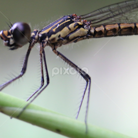 b.i.g_e.y.e.s. by Muhd Haziq - Animals Insects & Spiders