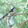 Pin-tailed whydah (male)