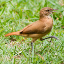 Rufous Hornero