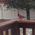 Cardinal