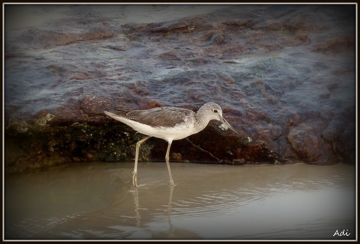 Shorebird