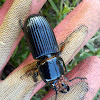 Horned Passalus Beetle