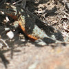 Nevada Side-blotched Lizard