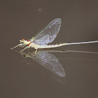 Giant mayfly