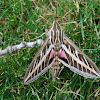 White-lined Sphinx Moth Hodges#7894