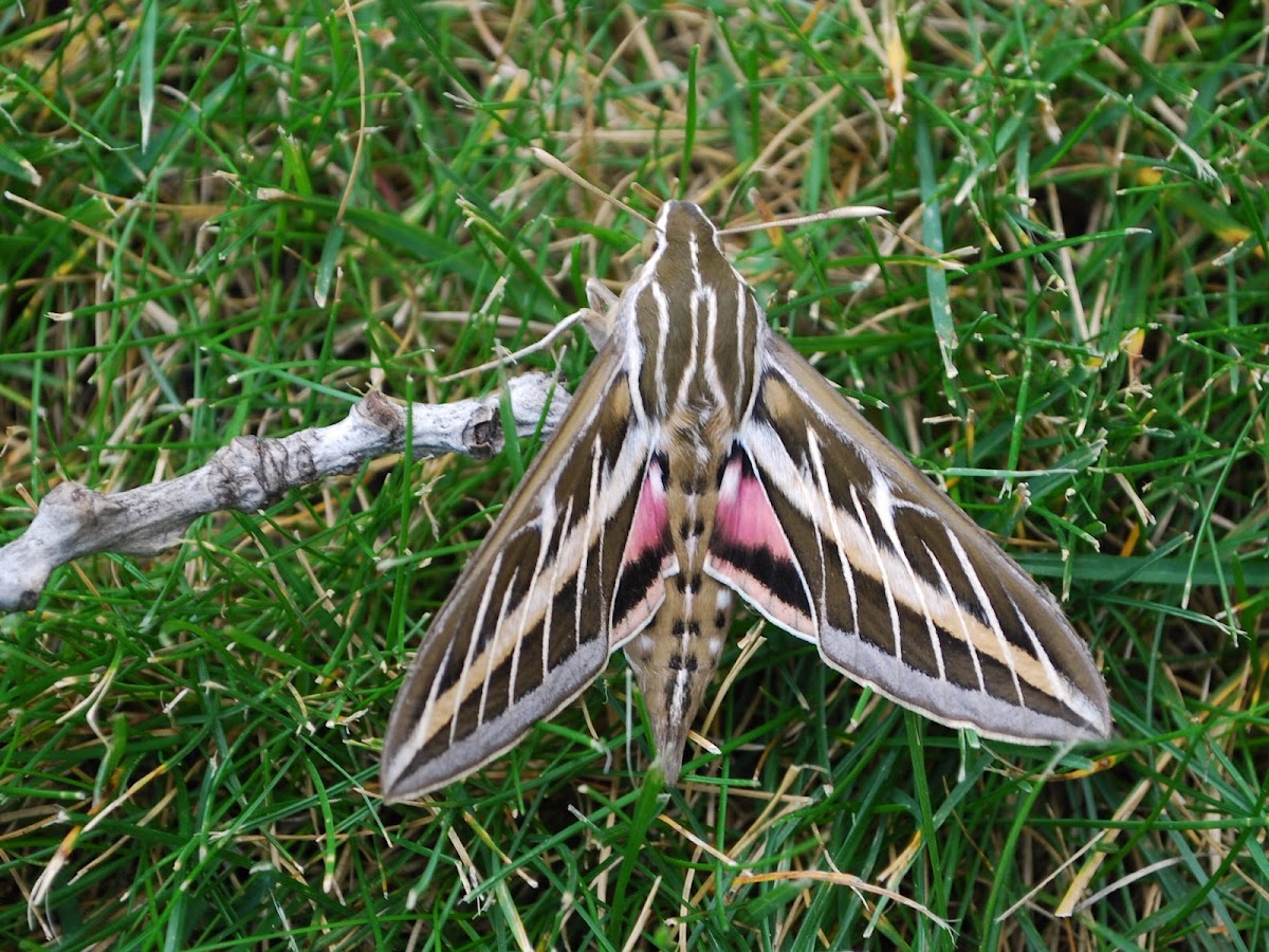 White-lined Sphinx Moth Hodges#7894