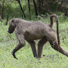 Savanna ( Common) Baboon