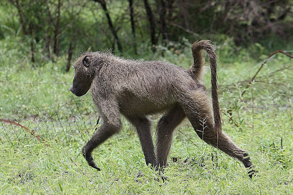 Savanna Common Baboon Biology Diagrams