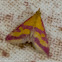 Scarce Crimson and Gold Moth