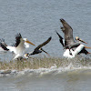 American White Pelicans & Brown Pelicans