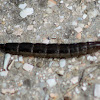 Cybister (larva)