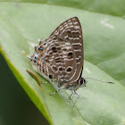 Spotted Hairtail or Ciliate Blue