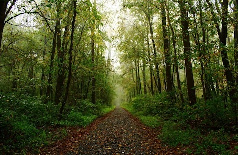 FOREST WALLPAPERS Screenshots 1