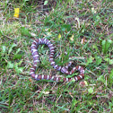 Eastern milk snake