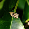 Unknown Tortrix moth