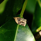 Unknown Tortrix moth