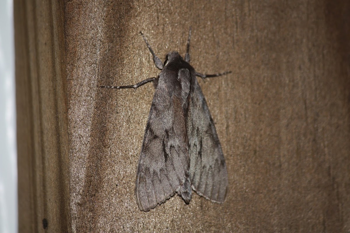 Southern Pine Sphinx