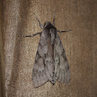 Southern Pine Sphinx