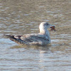 Herring Gull (2nd winter)