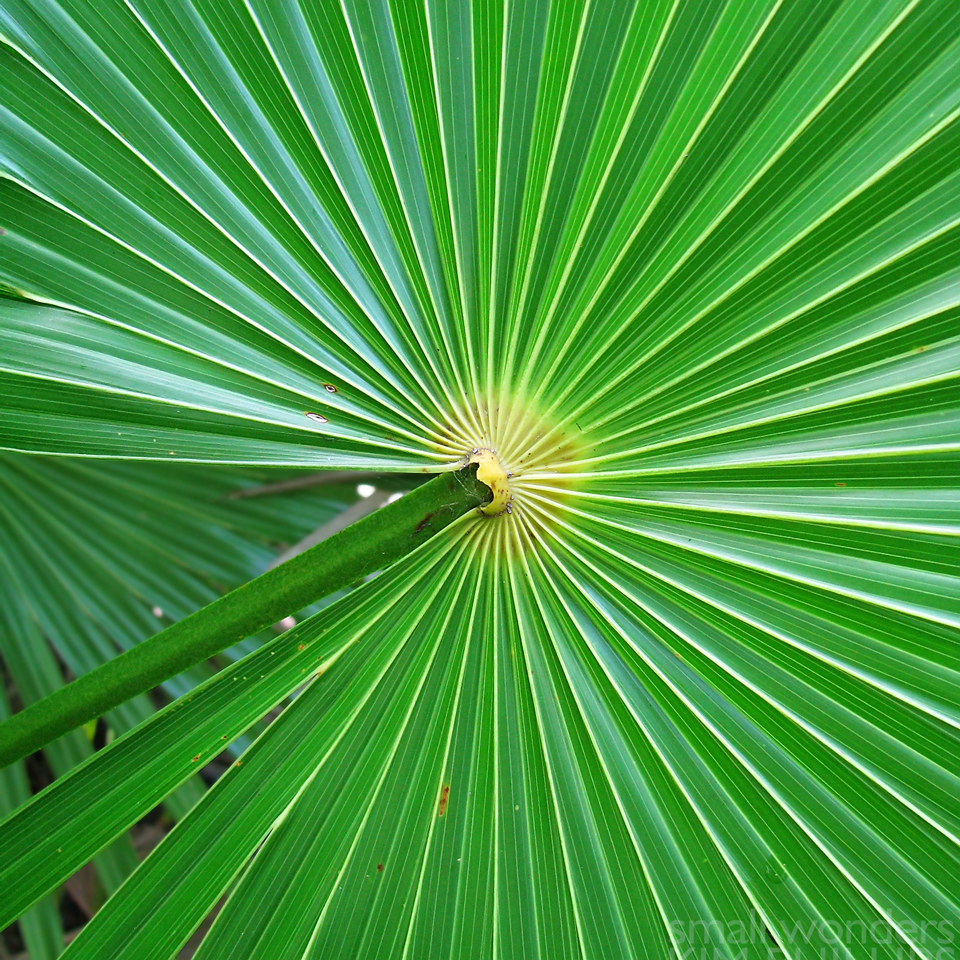 Chit Palm | Project Noah