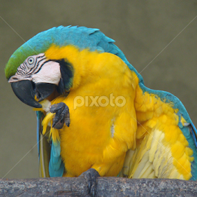 Am I Pretty Enough? by Travellingross ! - Animals Birds